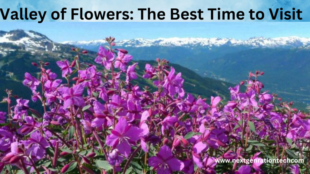 Valley of Flowers The Best Time to Visit