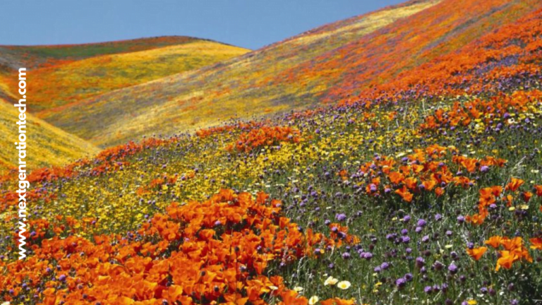 Valley of Flowers: The Best Time to Visit